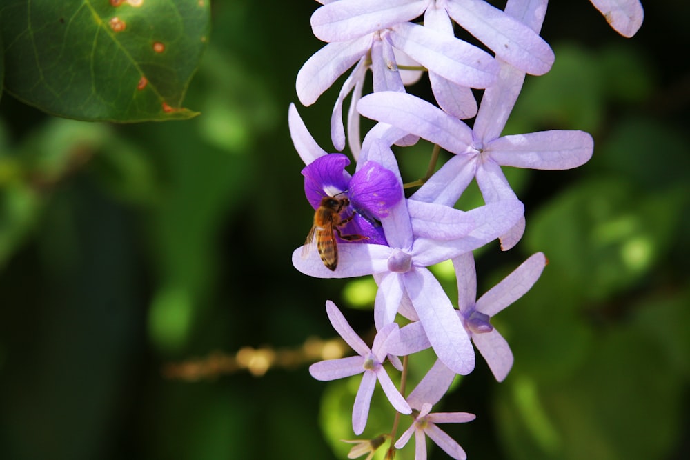 a bee on a purple flower