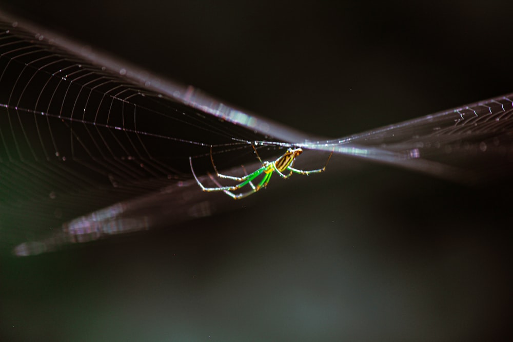 a spider on a web