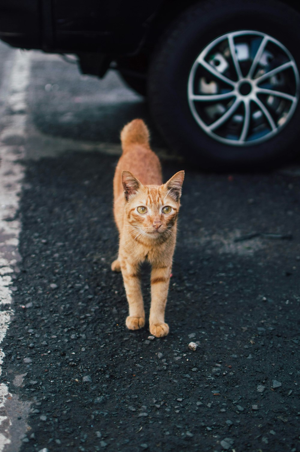 道を歩く猫