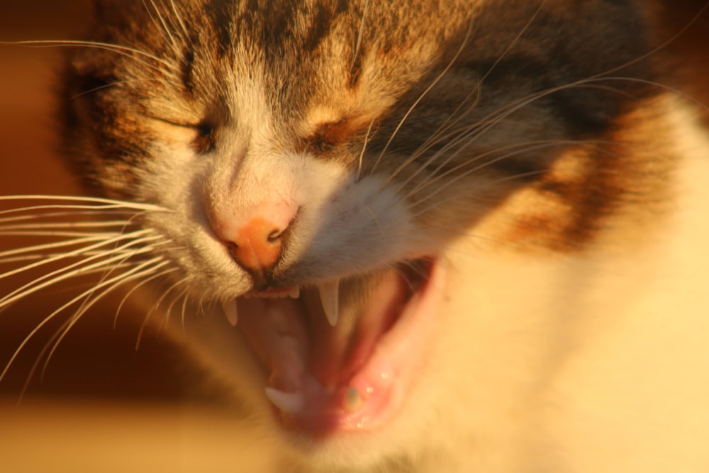 a cat licking another cat