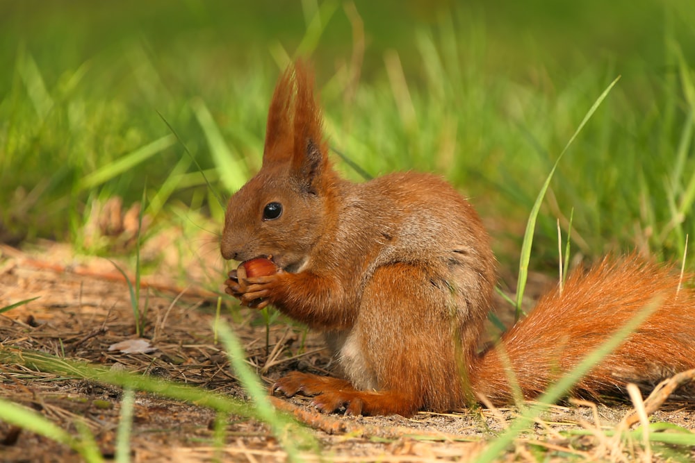 a squirrel eating a nut