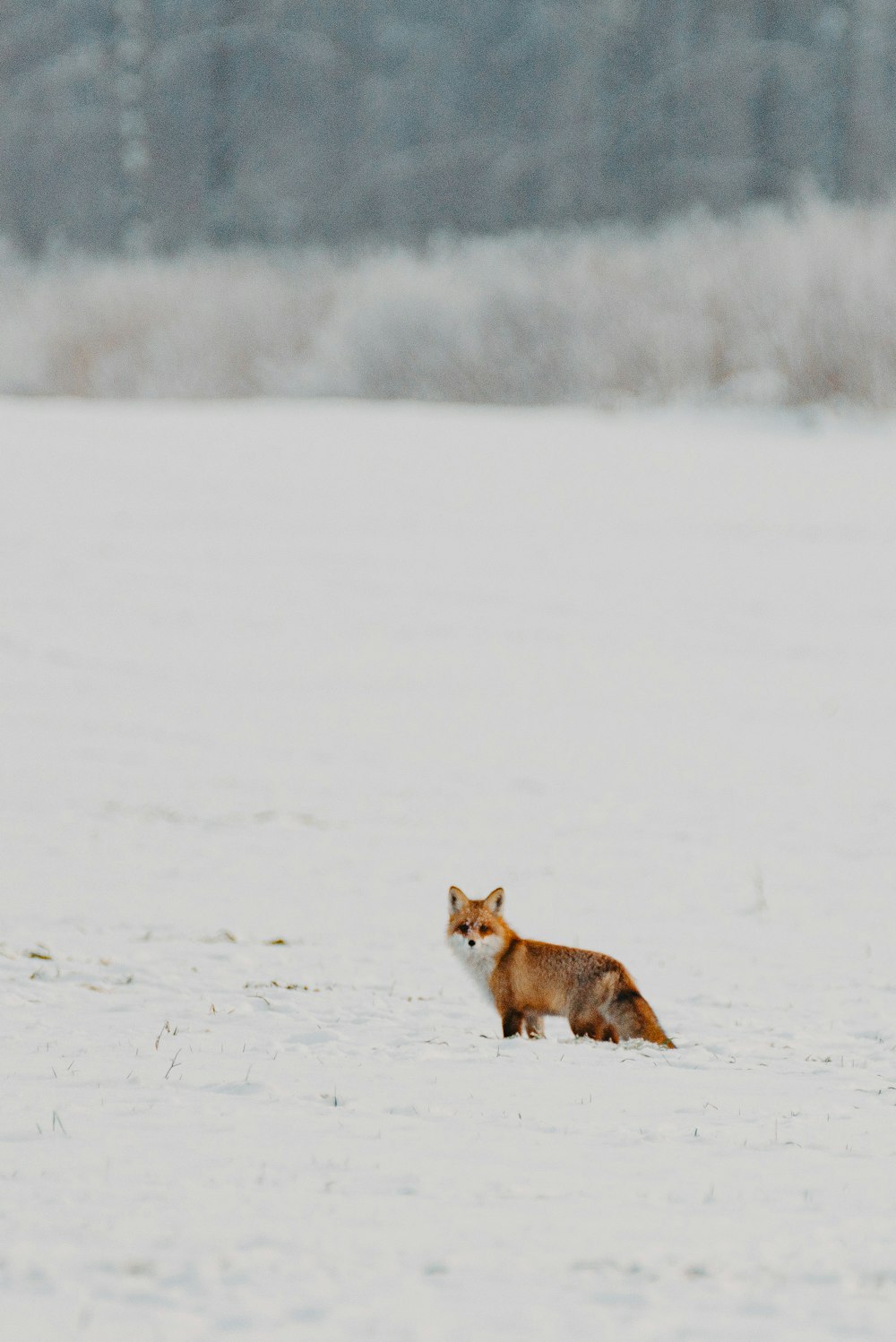 a fox in the snow