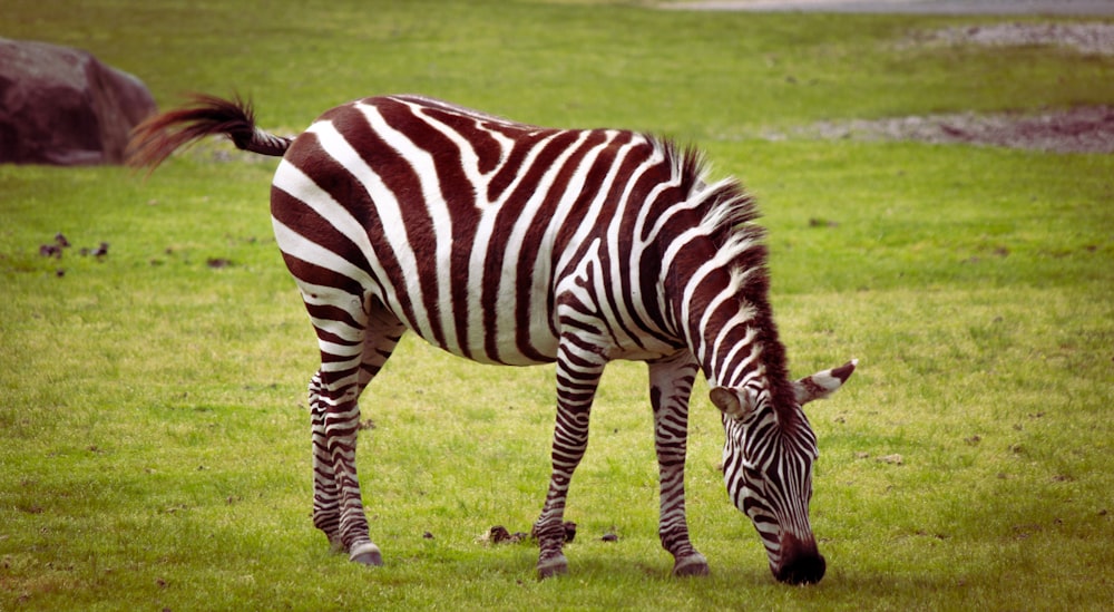 a zebra eating grass