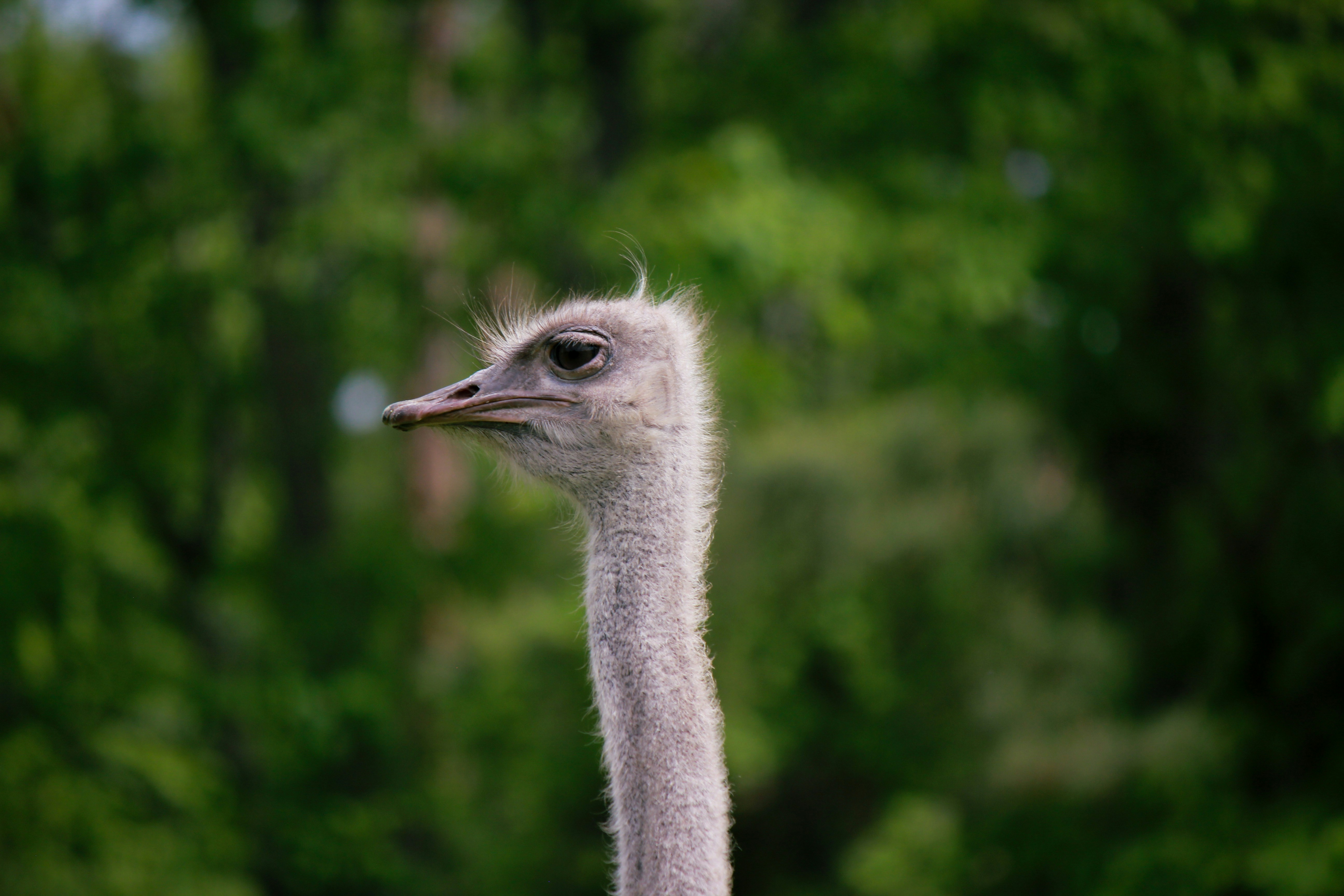Head of an ostrich