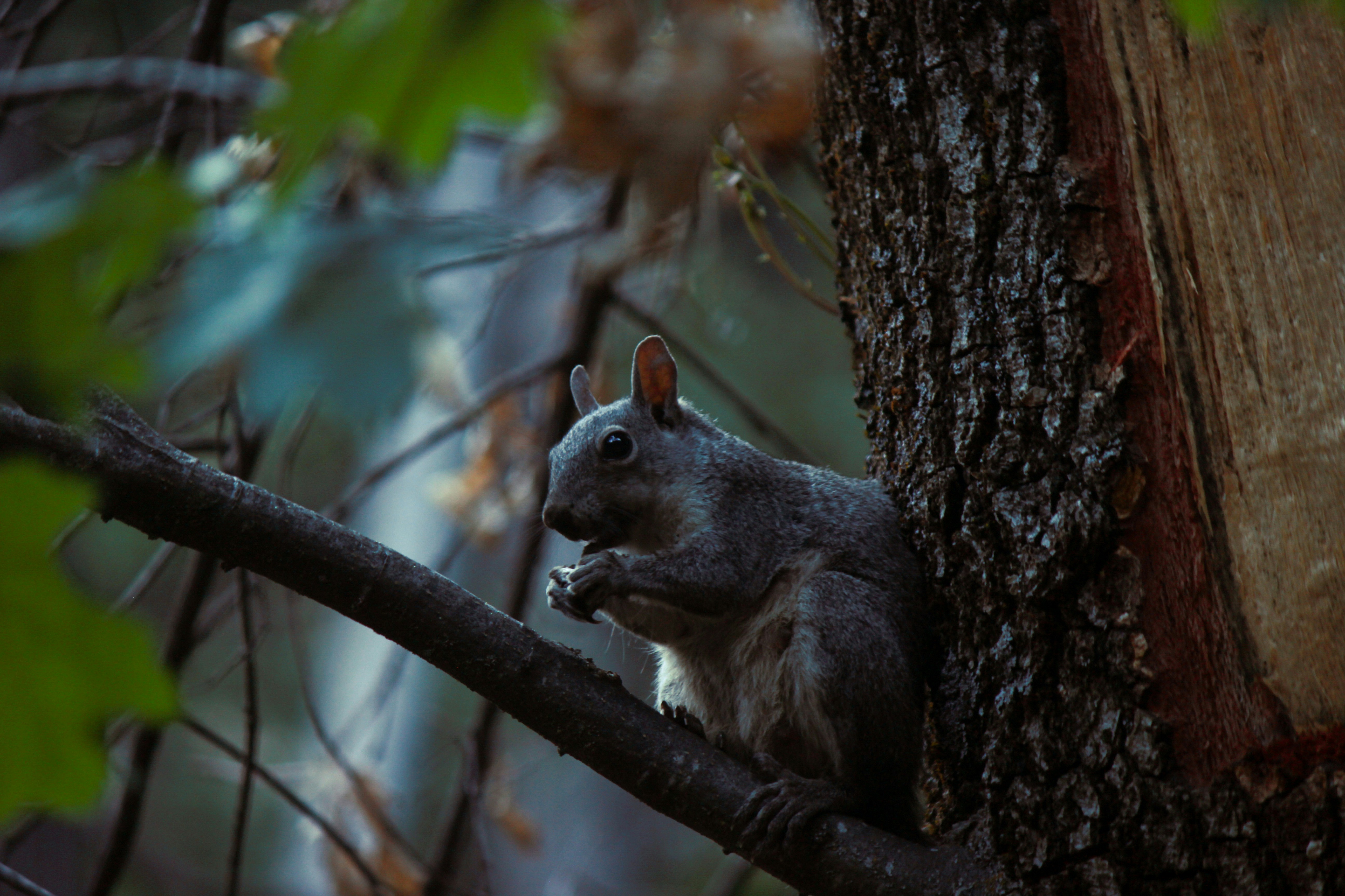 Photo by hasnainsikora