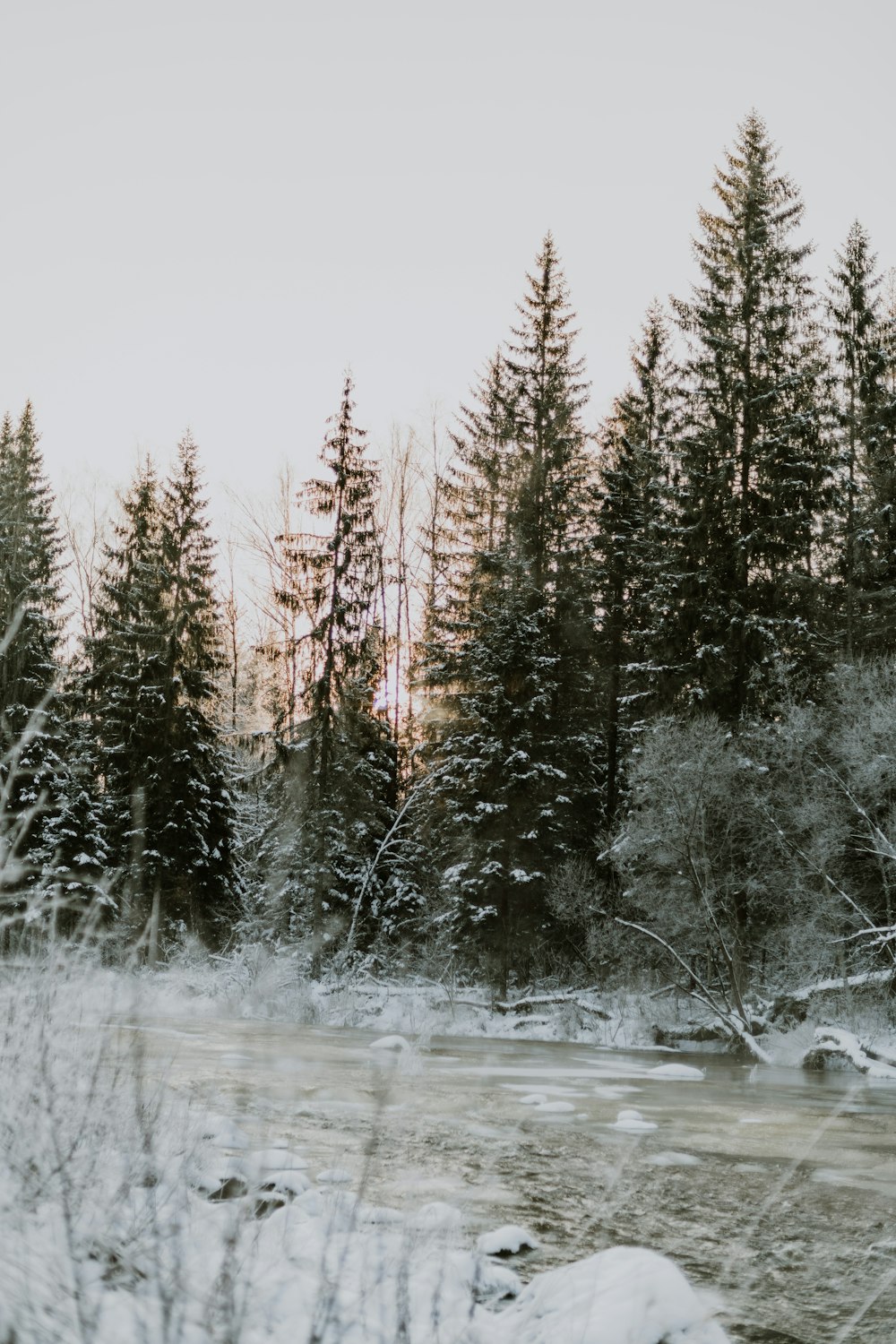 a snowy forest with trees
