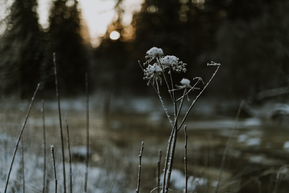 a close-up of some snow