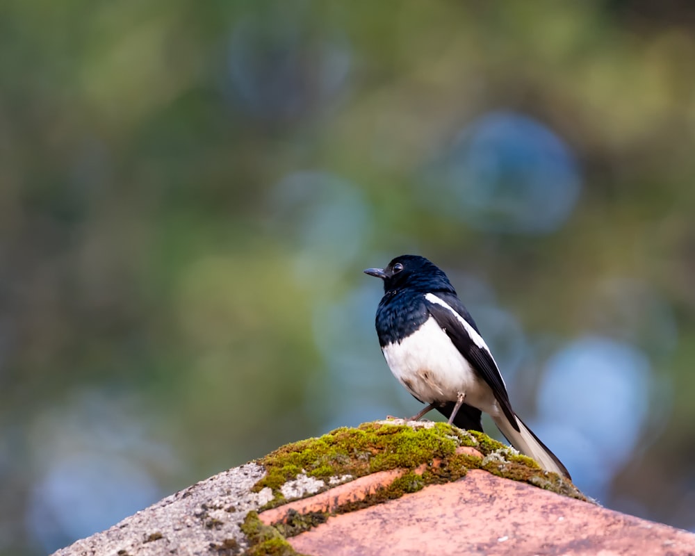 Ein Vogel sitzt auf einem Felsen