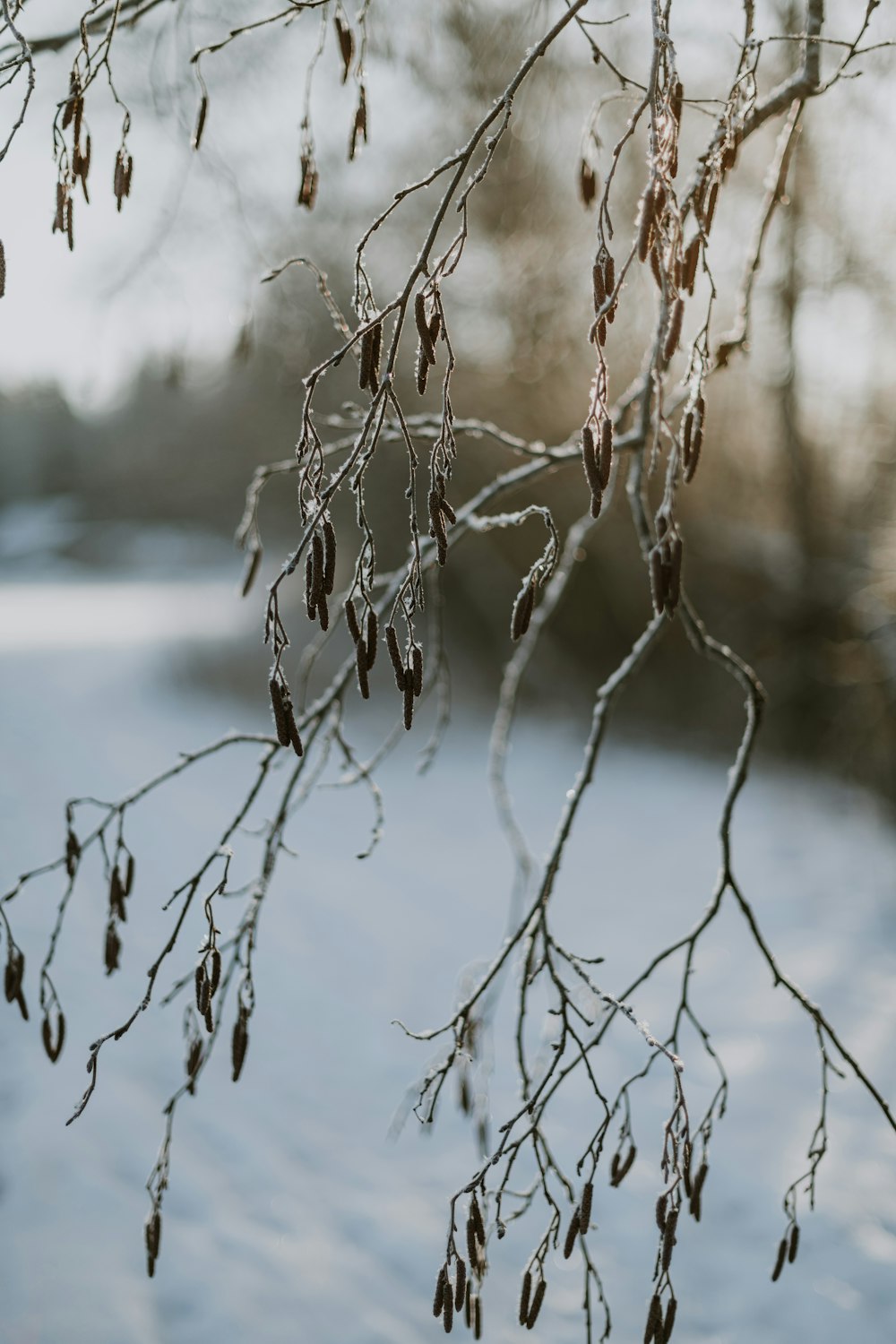 a branch with snow on it