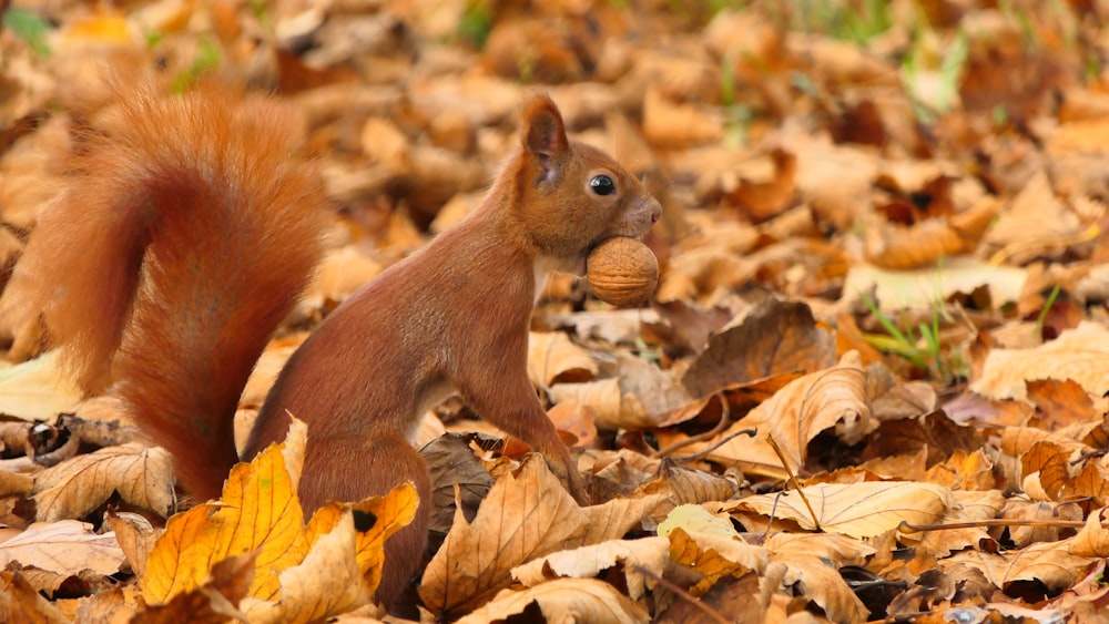 a squirrel eating a nut