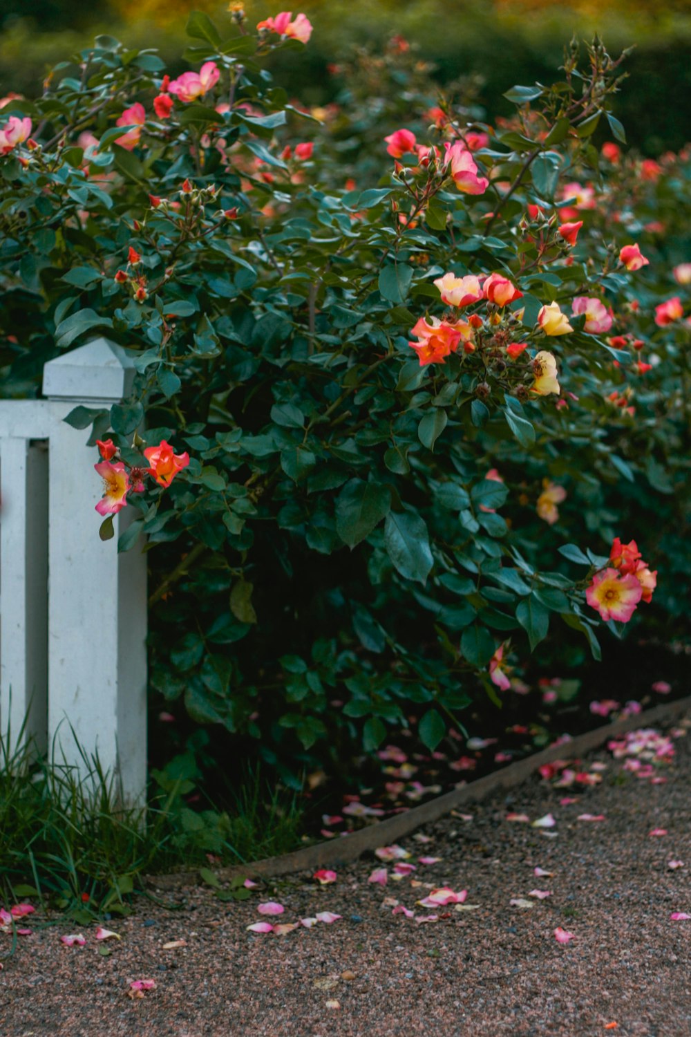 a bush with red flowers