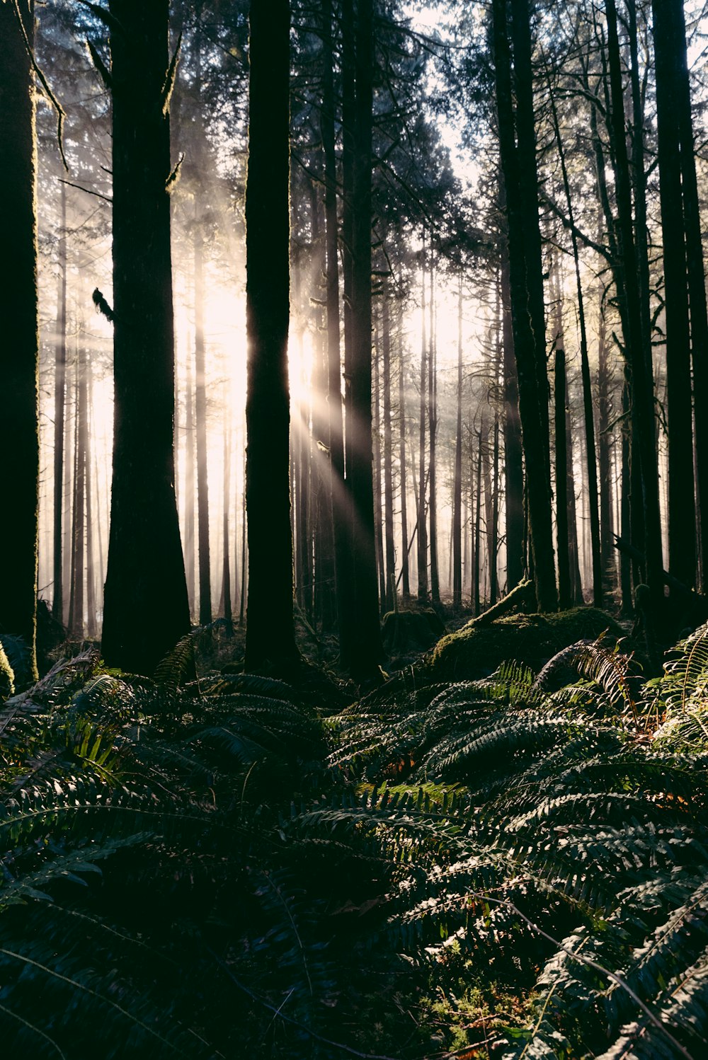 a forest with trees and fog