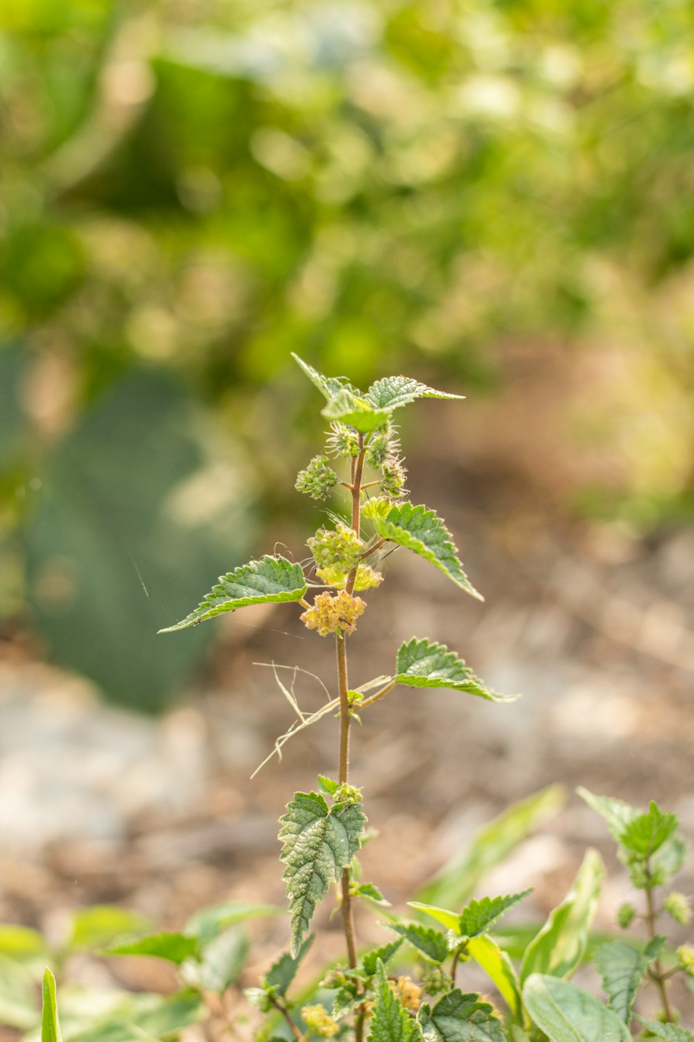 a close up of a plant