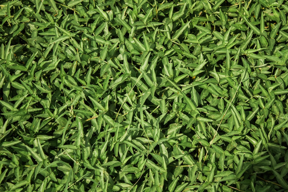 a close up of some grass