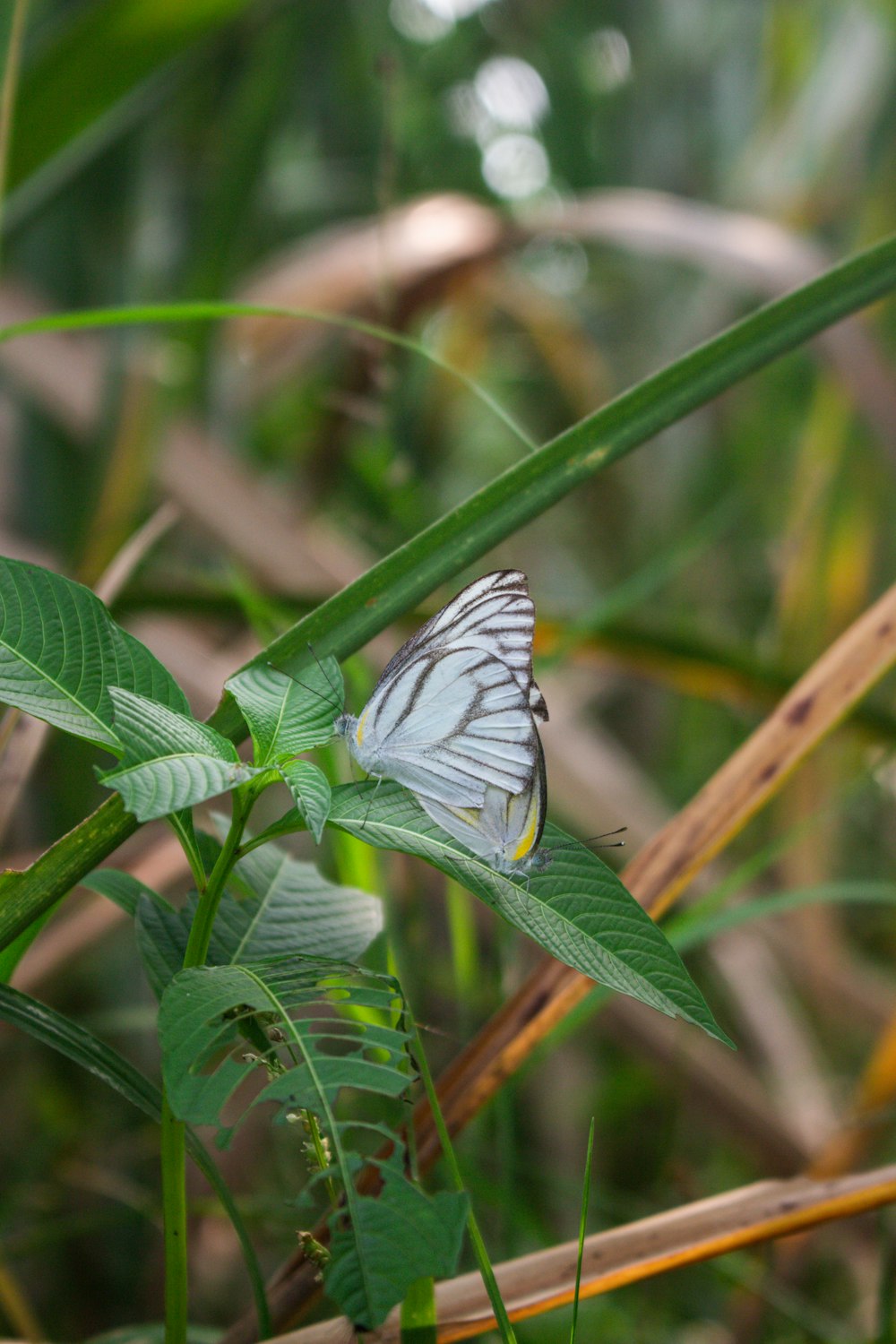 a butterfly on a leaf