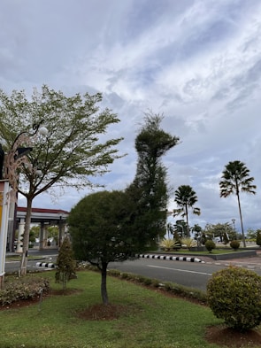 A creatively pruned tree shaped like an animal, possibly a bird, stands on a well-maintained lawn. The surrounding environment features other small trees, a lamp post, a road with a black and white curb, and a sky filled with clouds.