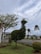 A creatively pruned tree shaped like an animal, possibly a bird, stands on a well-maintained lawn. The surrounding environment features other small trees, a lamp post, a road with a black and white curb, and a sky filled with clouds.