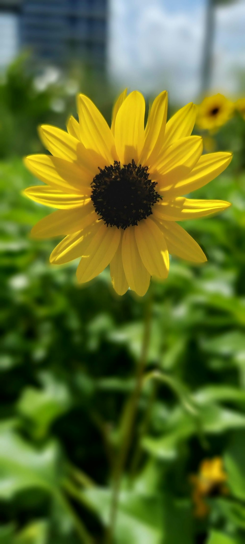 a close up of a yellow flower