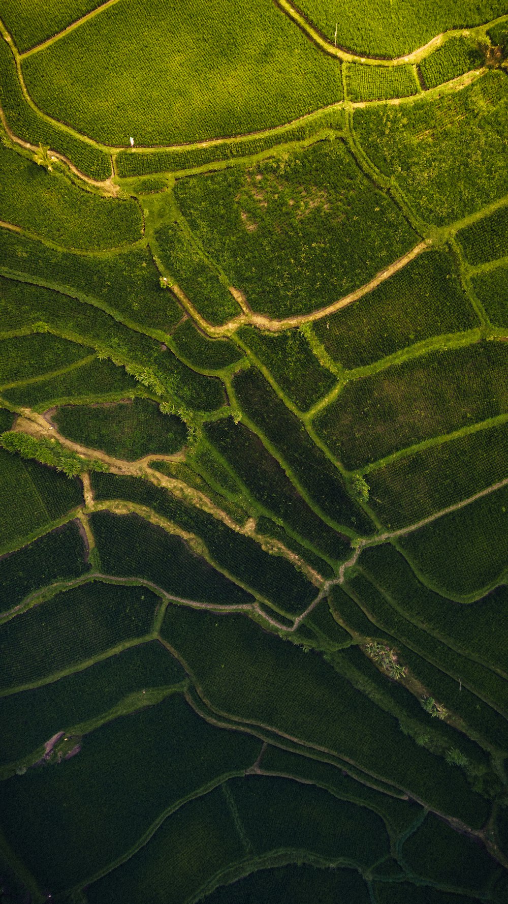 a close up of a leaf