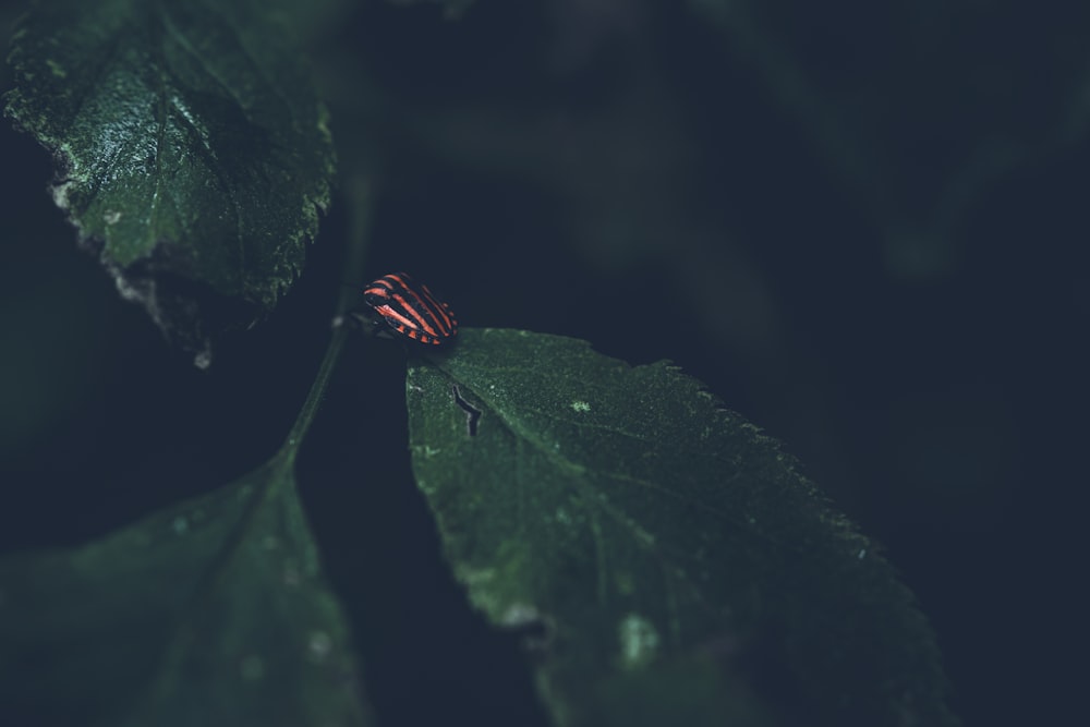 a ladybug on a leaf