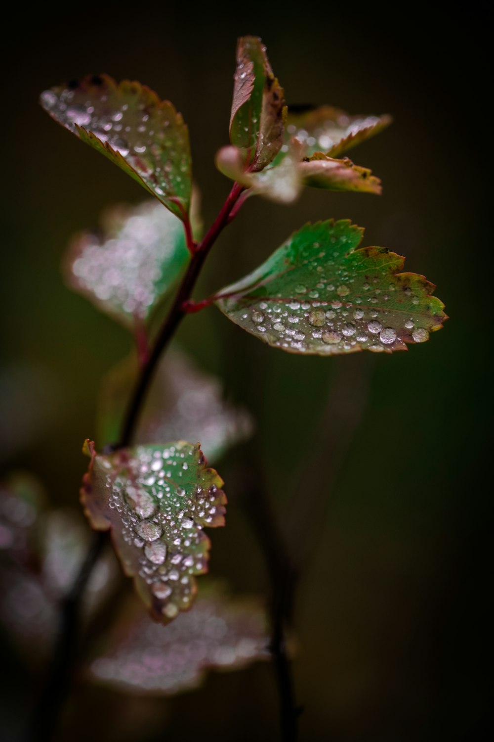 a close up of a flower