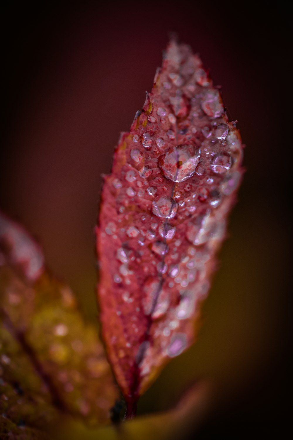 a close up of a flower