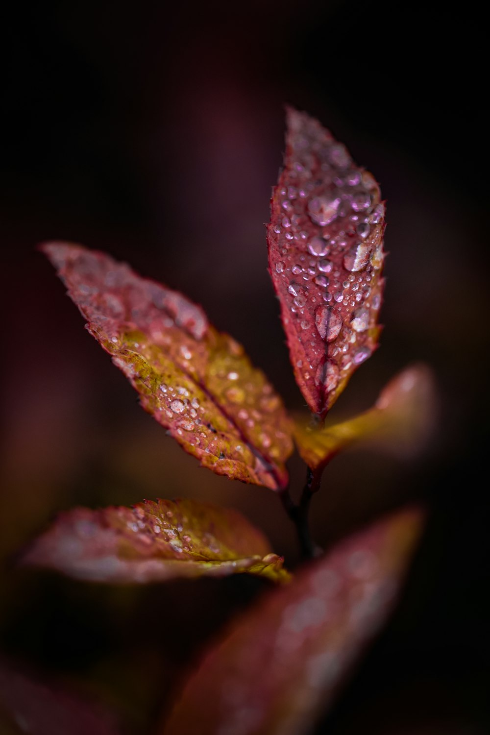 a close up of a leaf