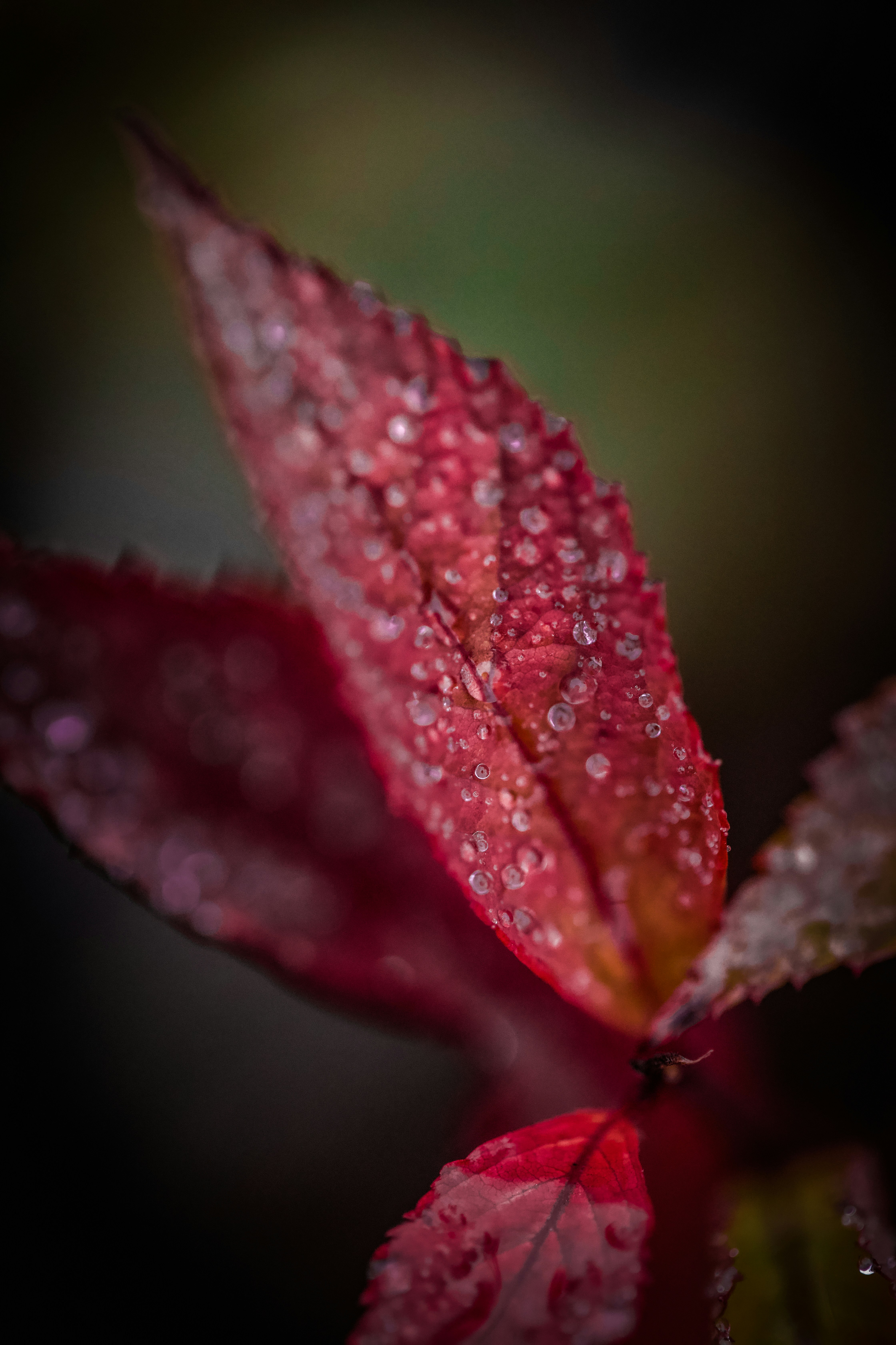 Photo by anastasia_clark