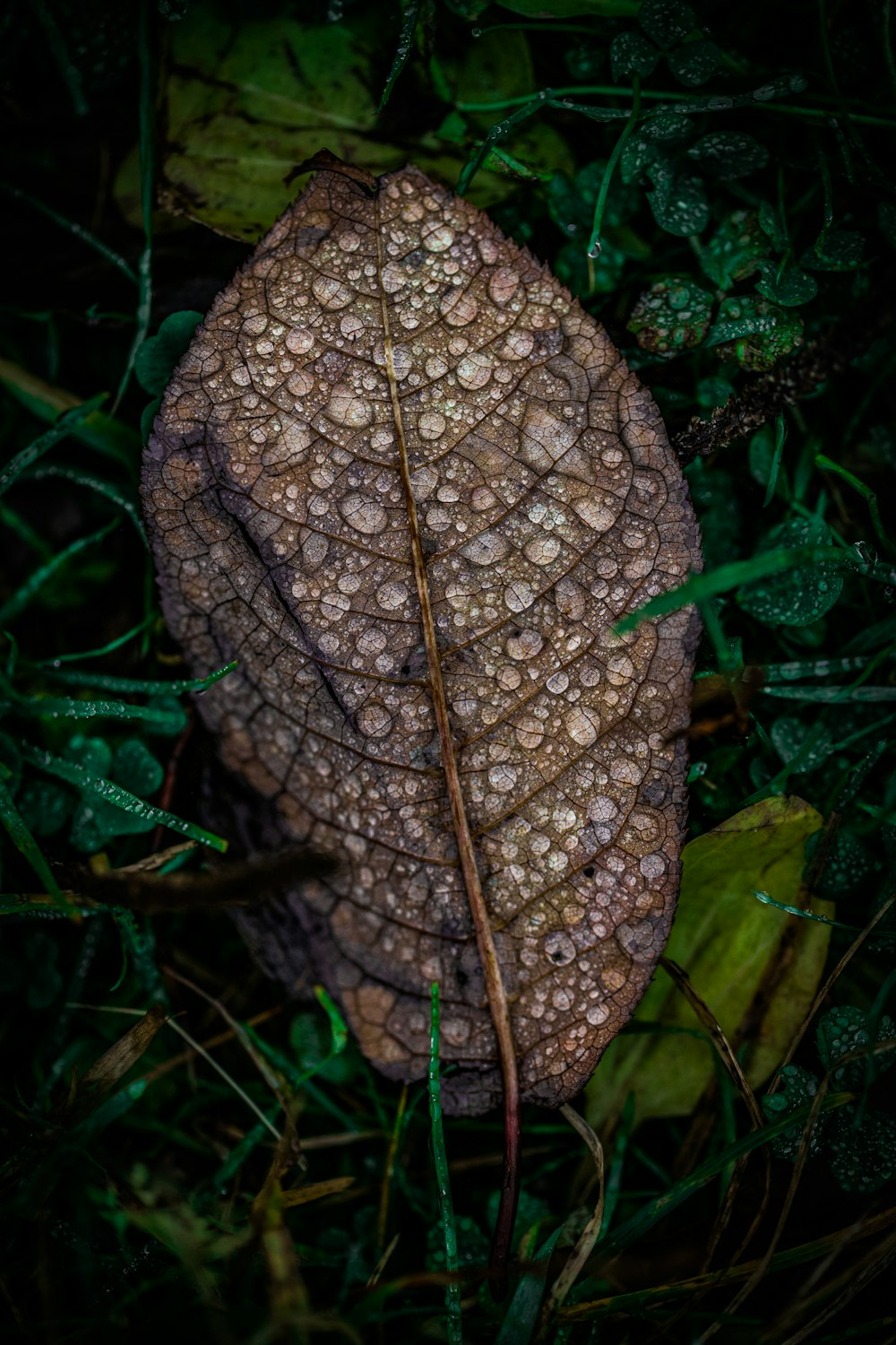 a brown leaf on a green plant