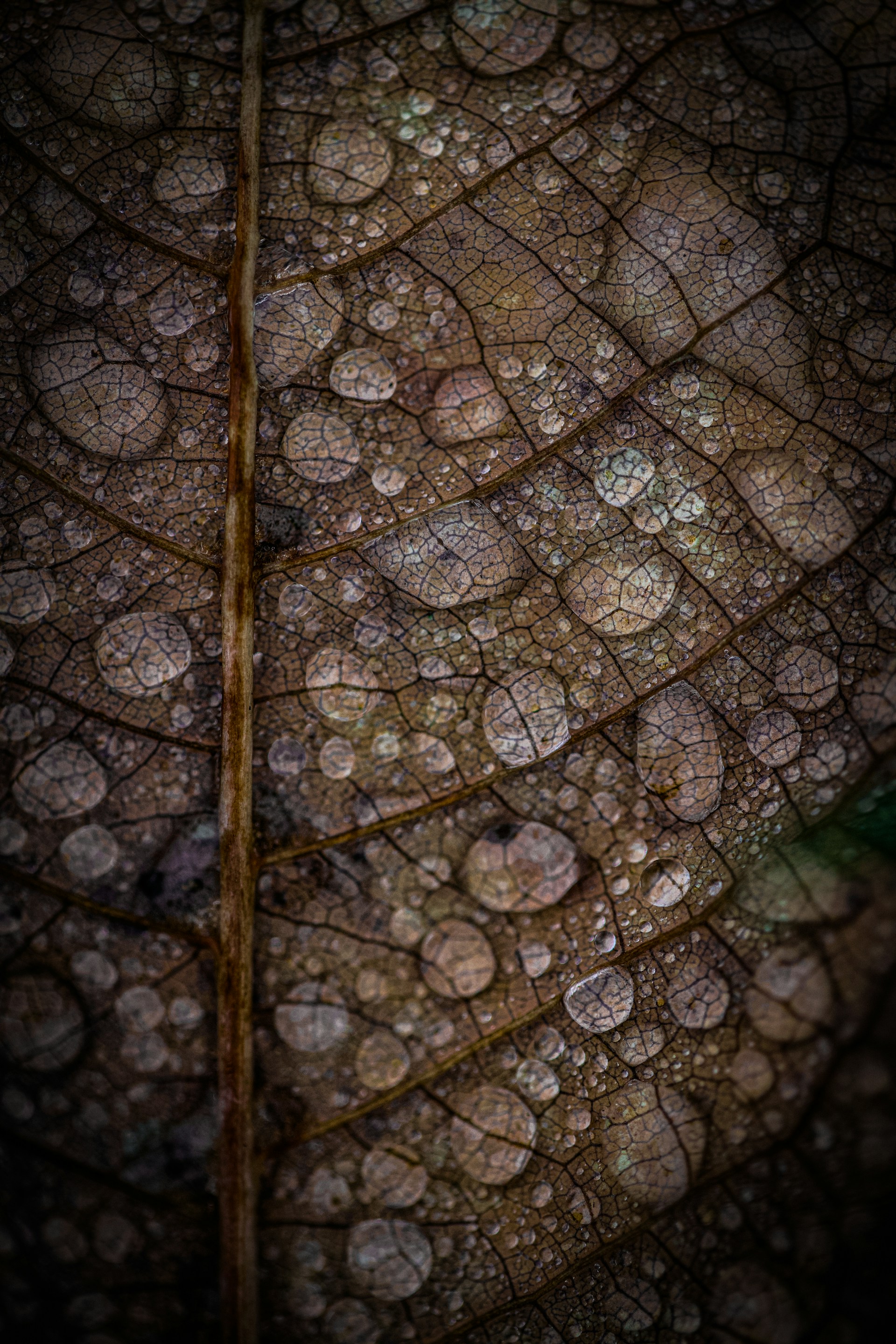 a close up of a tree stump