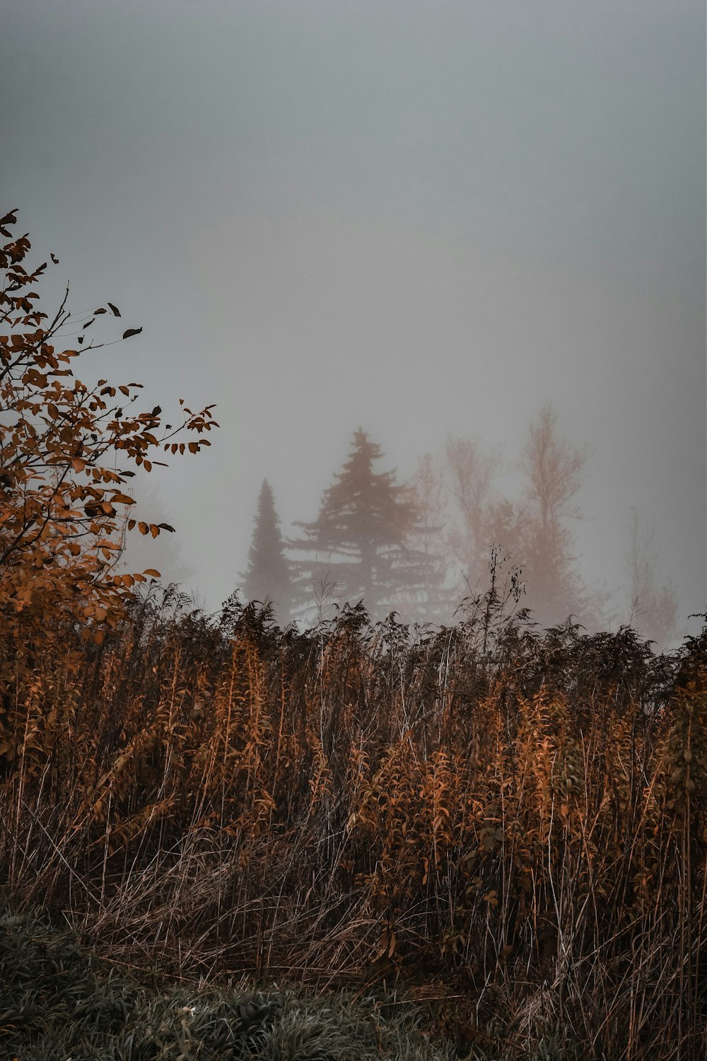 a foggy forest with trees