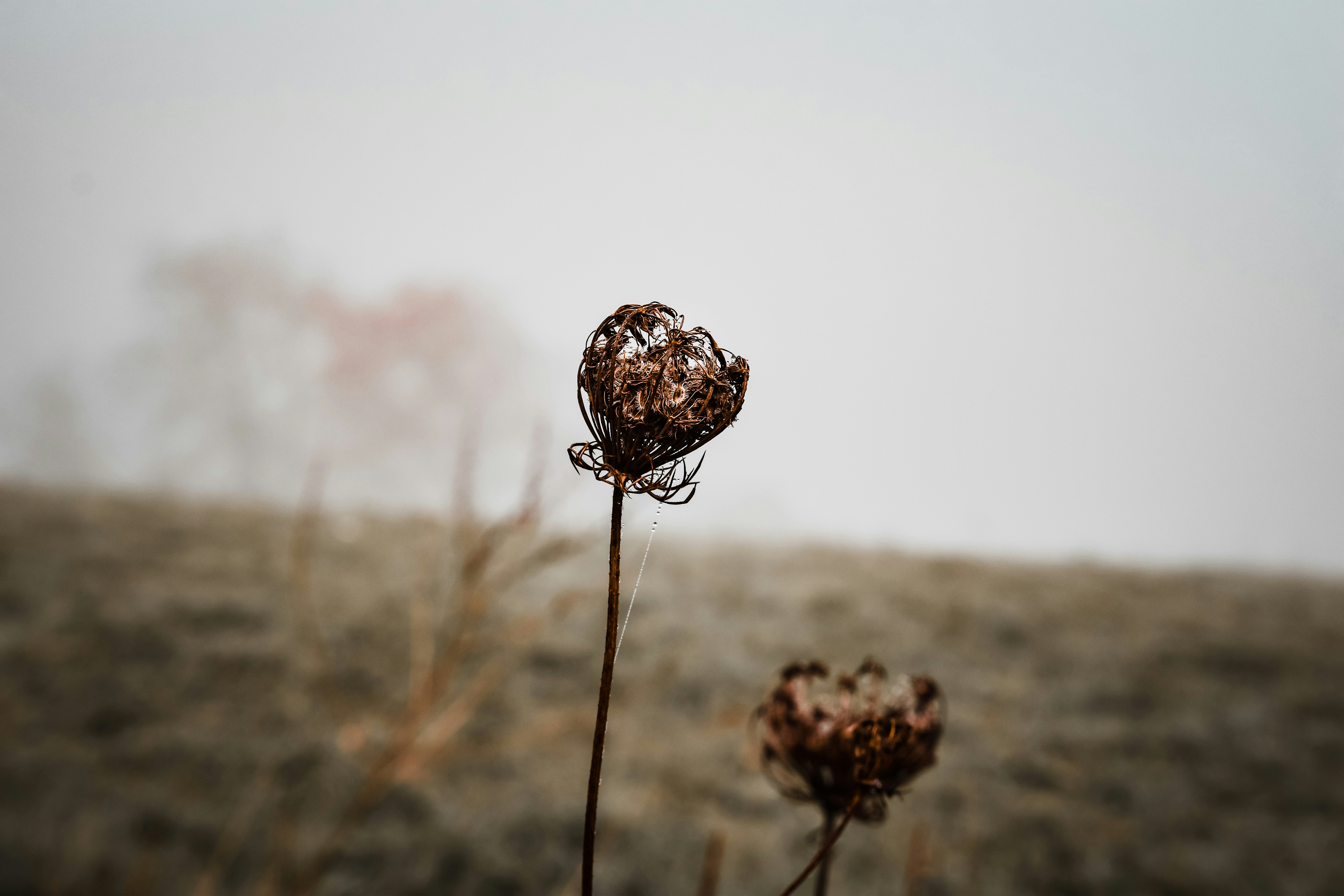 Photo by lauravalkyrja