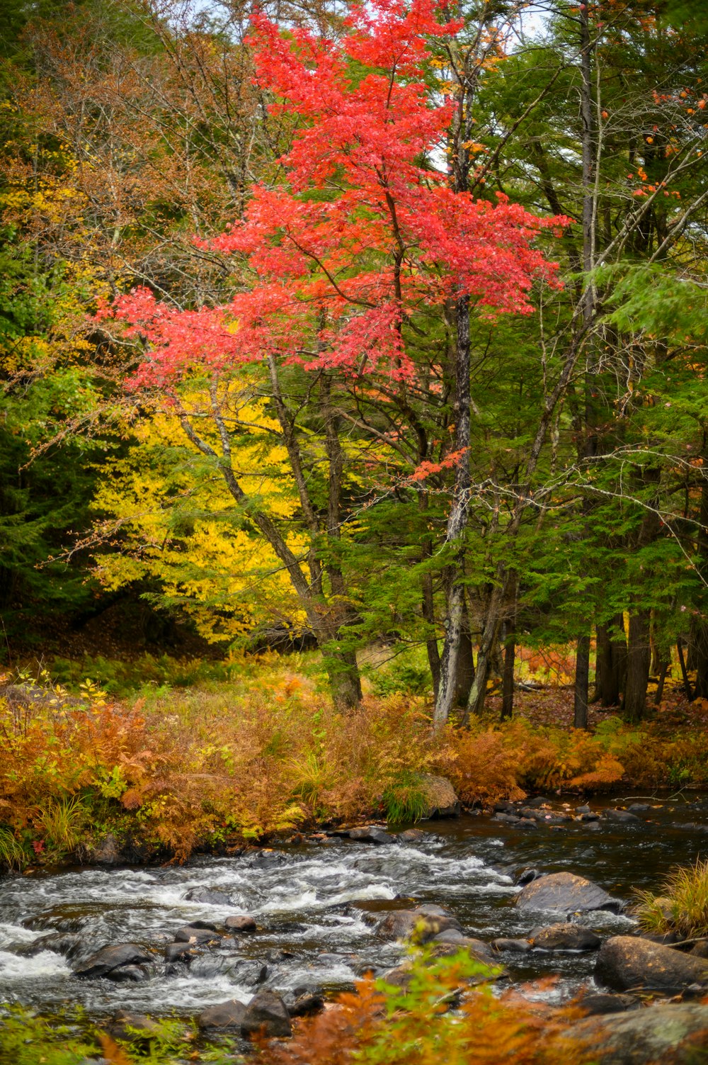 a river with trees around it