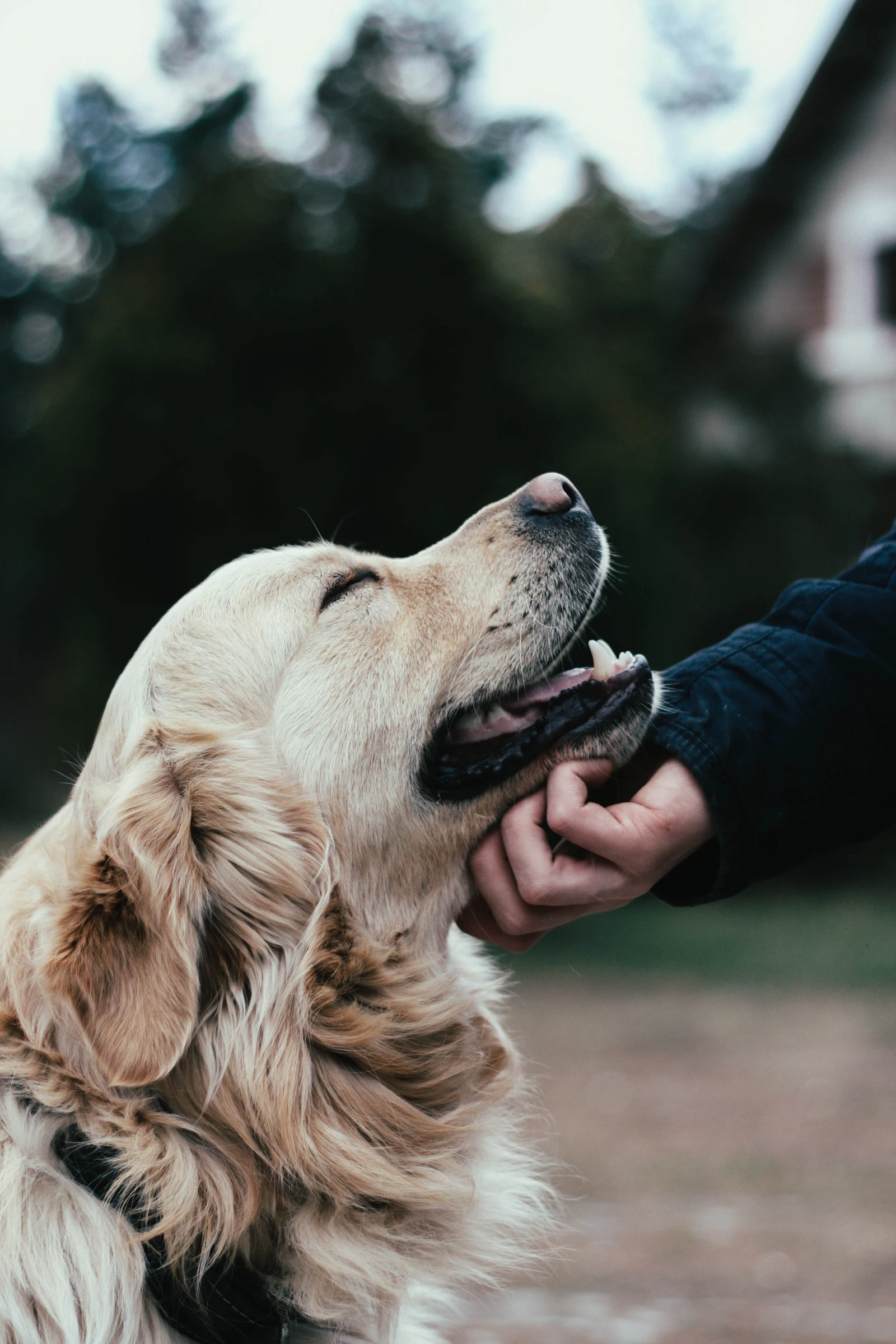 A hand gently stroking a Golden Retriever