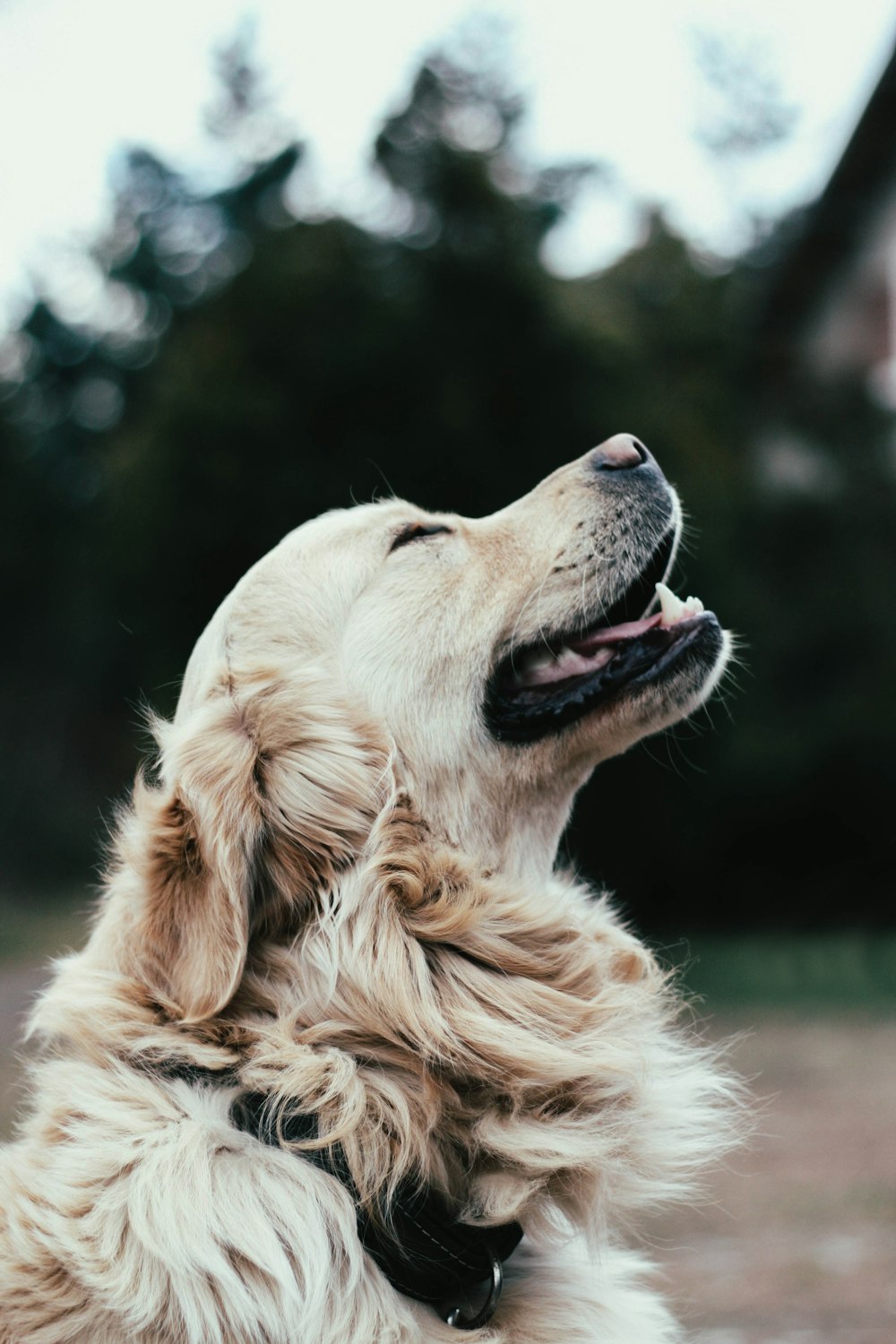 a dog with its mouth open