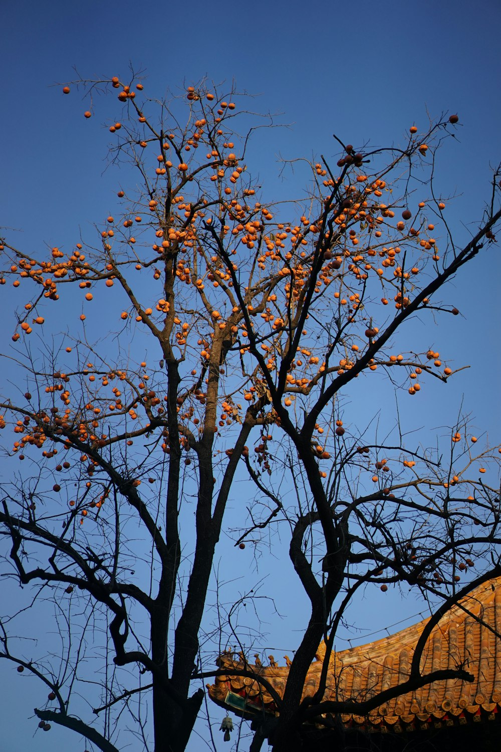 a tree with orange leaves