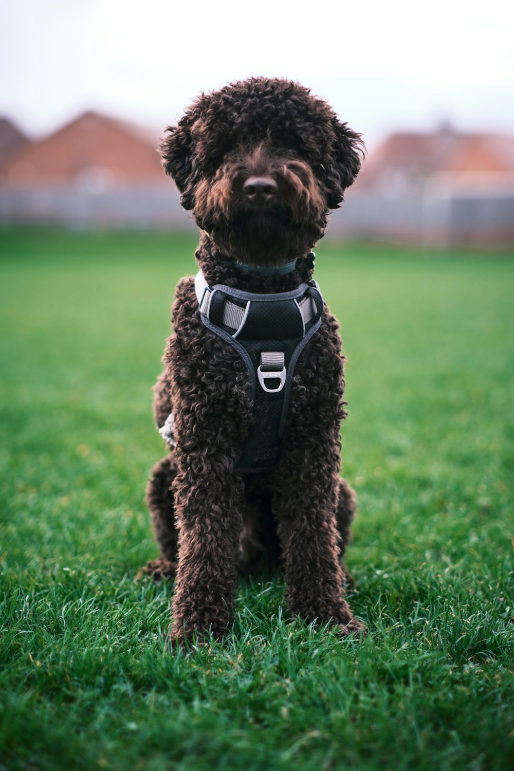 a dog wearing a garment