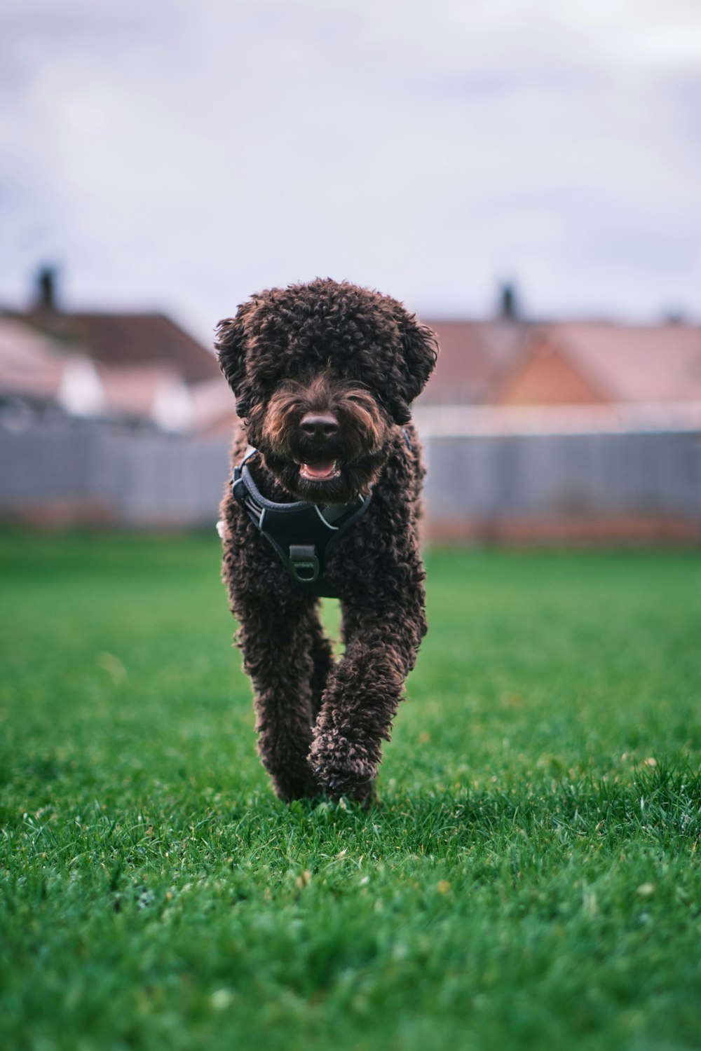 a dog running in a grassy area