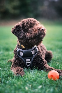 a dog wearing a vest and a hat