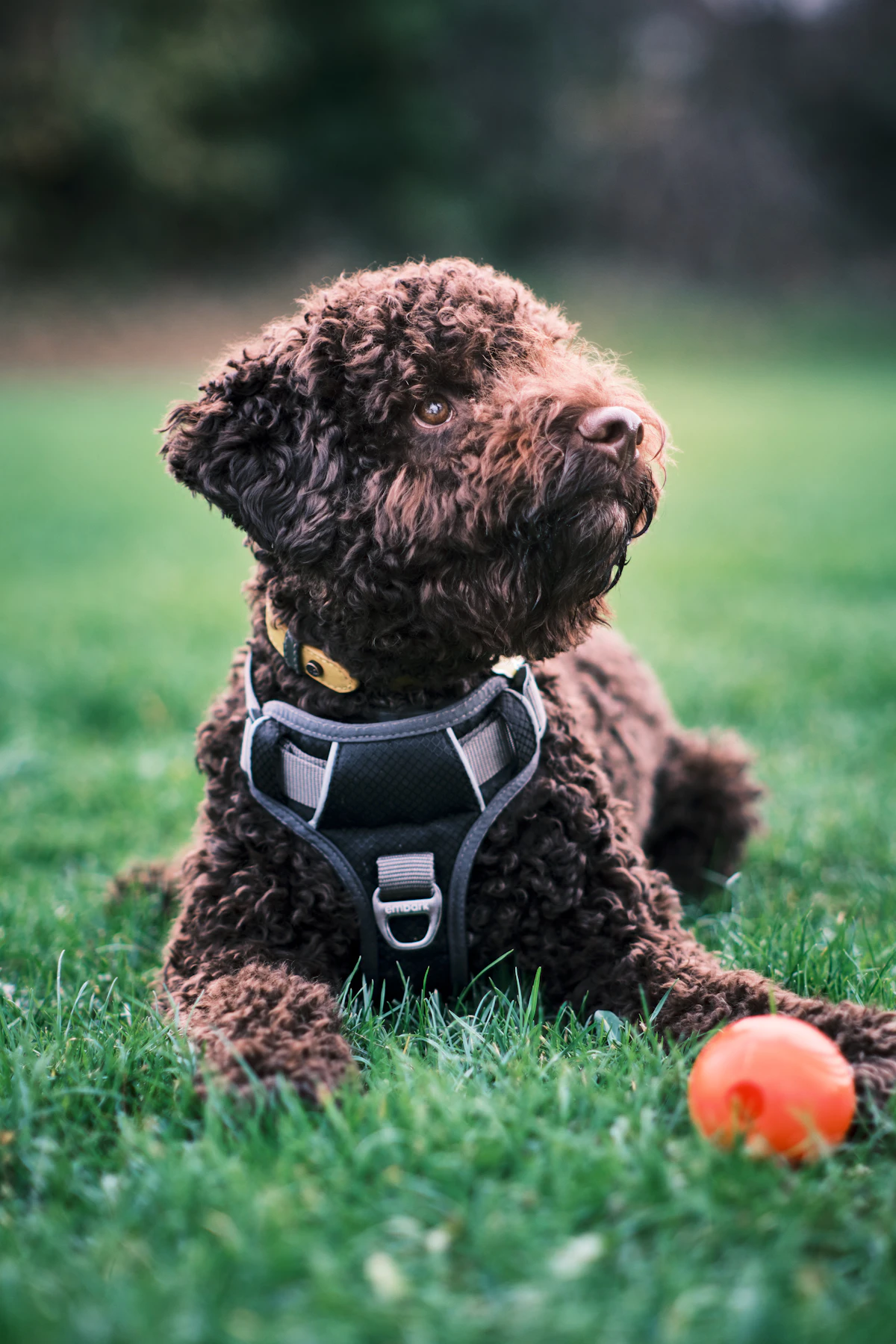 A curly coated dog wearing a fitted working vest outdoors on a paved path