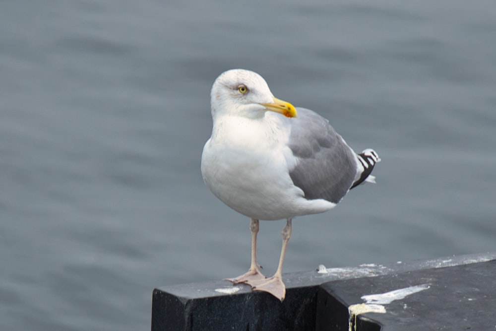 a seagull standing on a wood post