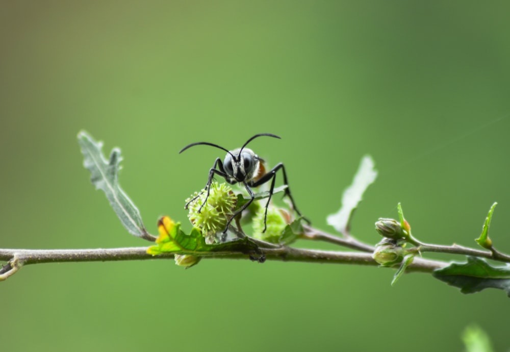 a close up of a bee