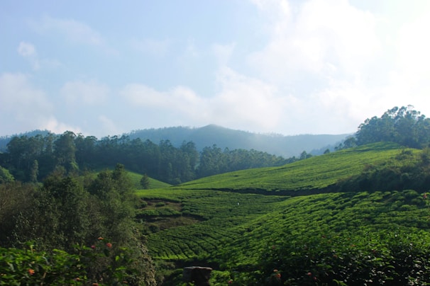 Lush tea plantations rolling over the hills near Nuwara Eliya under a misty sky