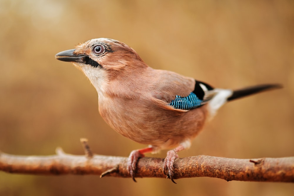 a bird on a branch