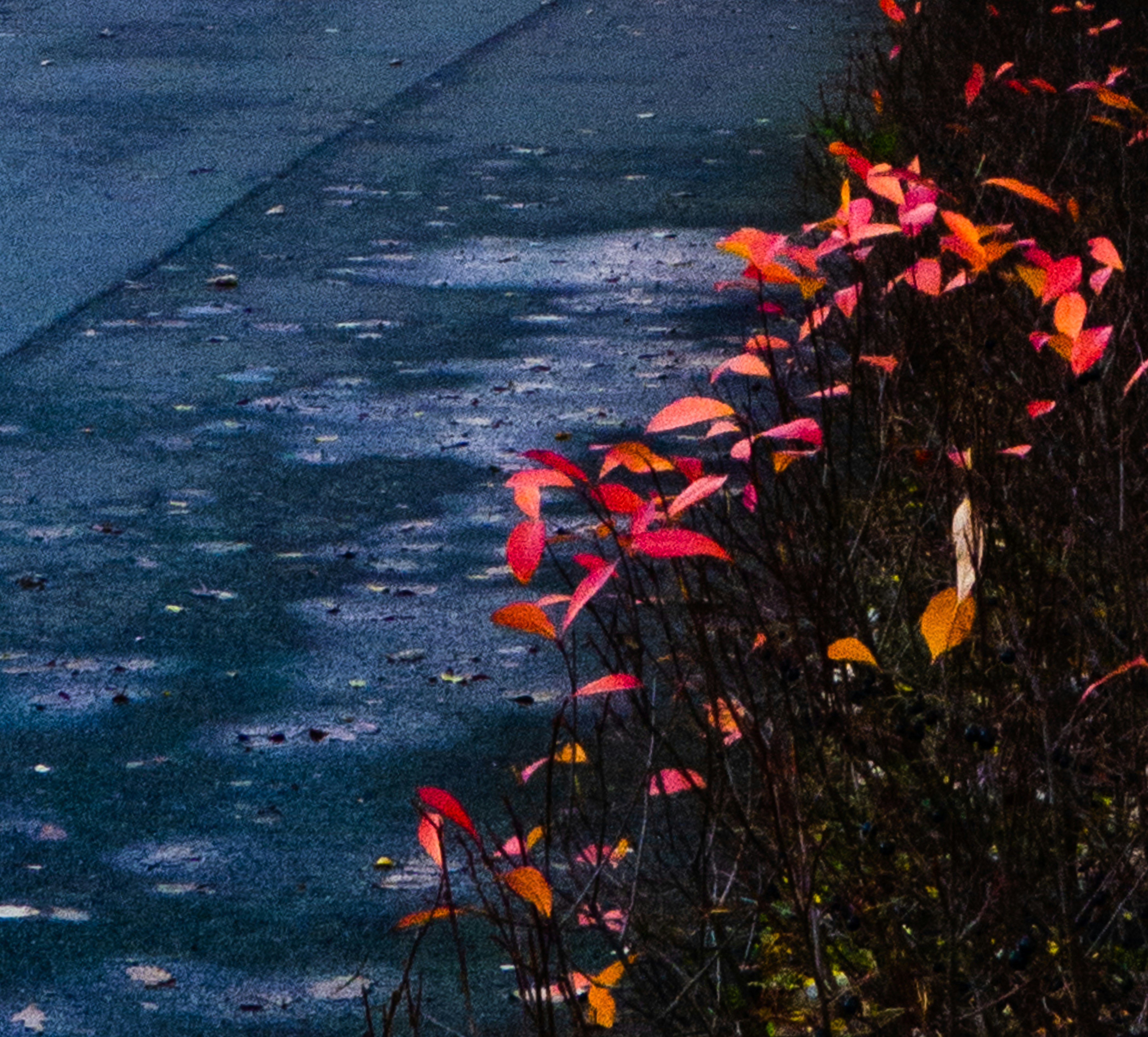 a body of water with plants around it