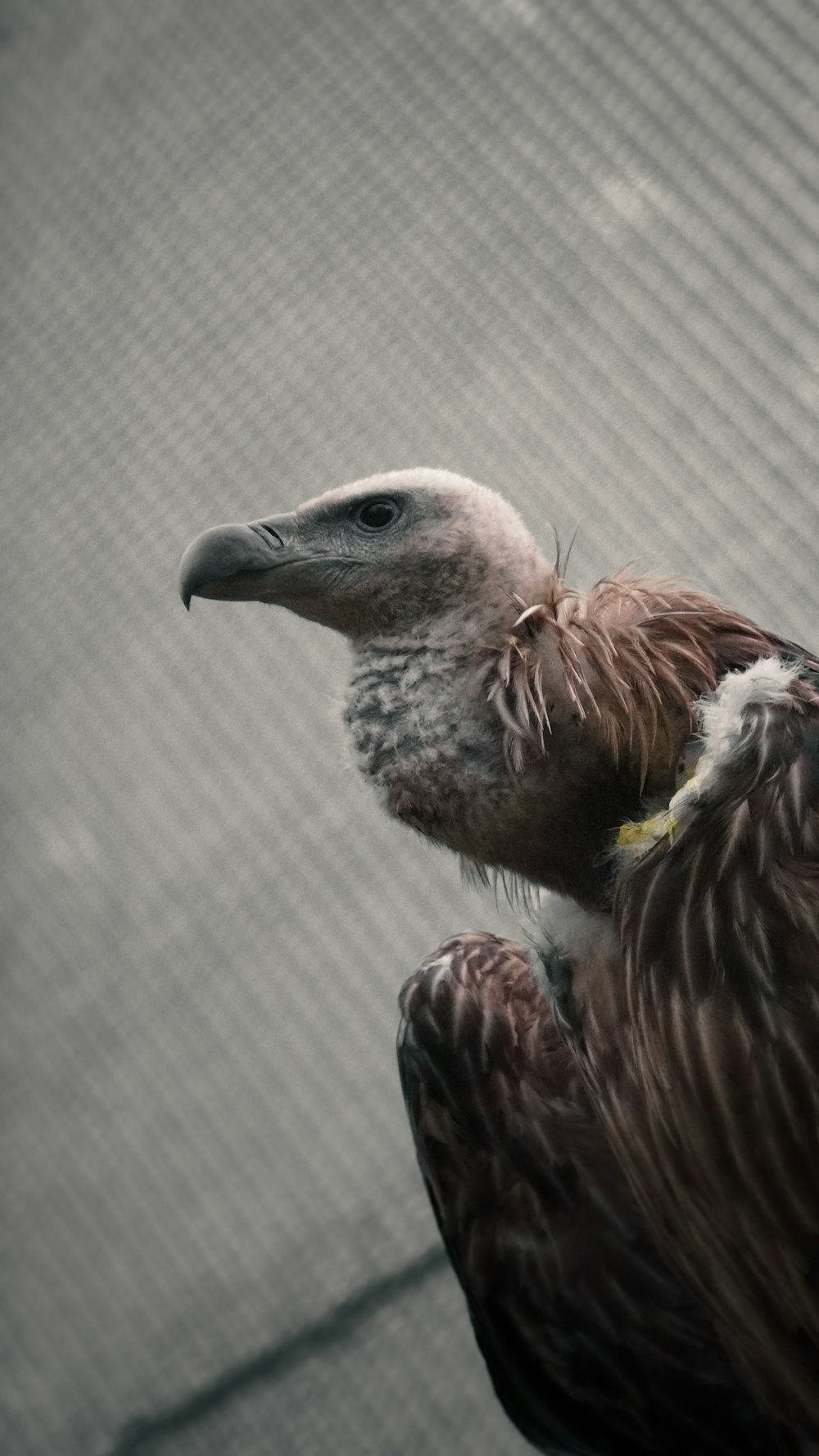 a bird with a long beak