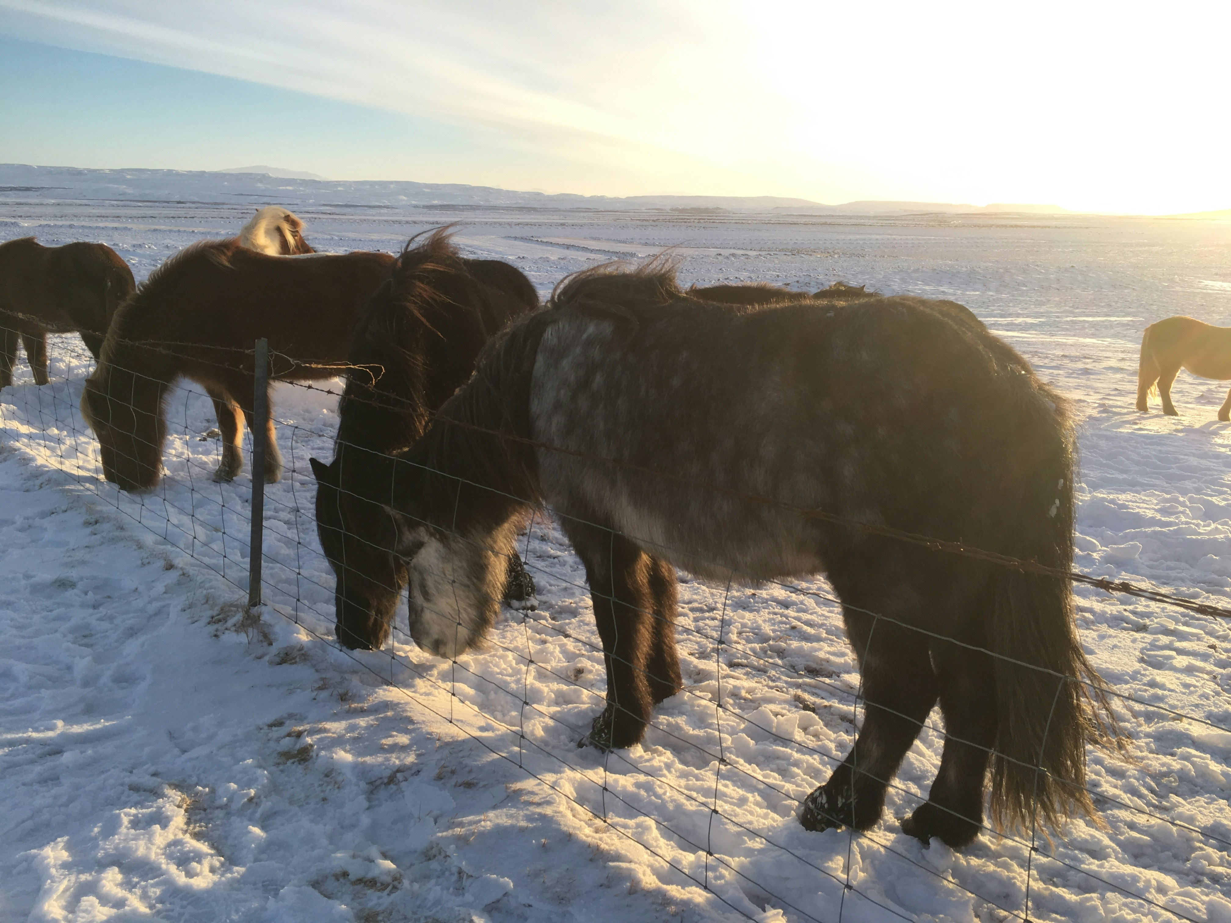 a group of horses in a snowy field