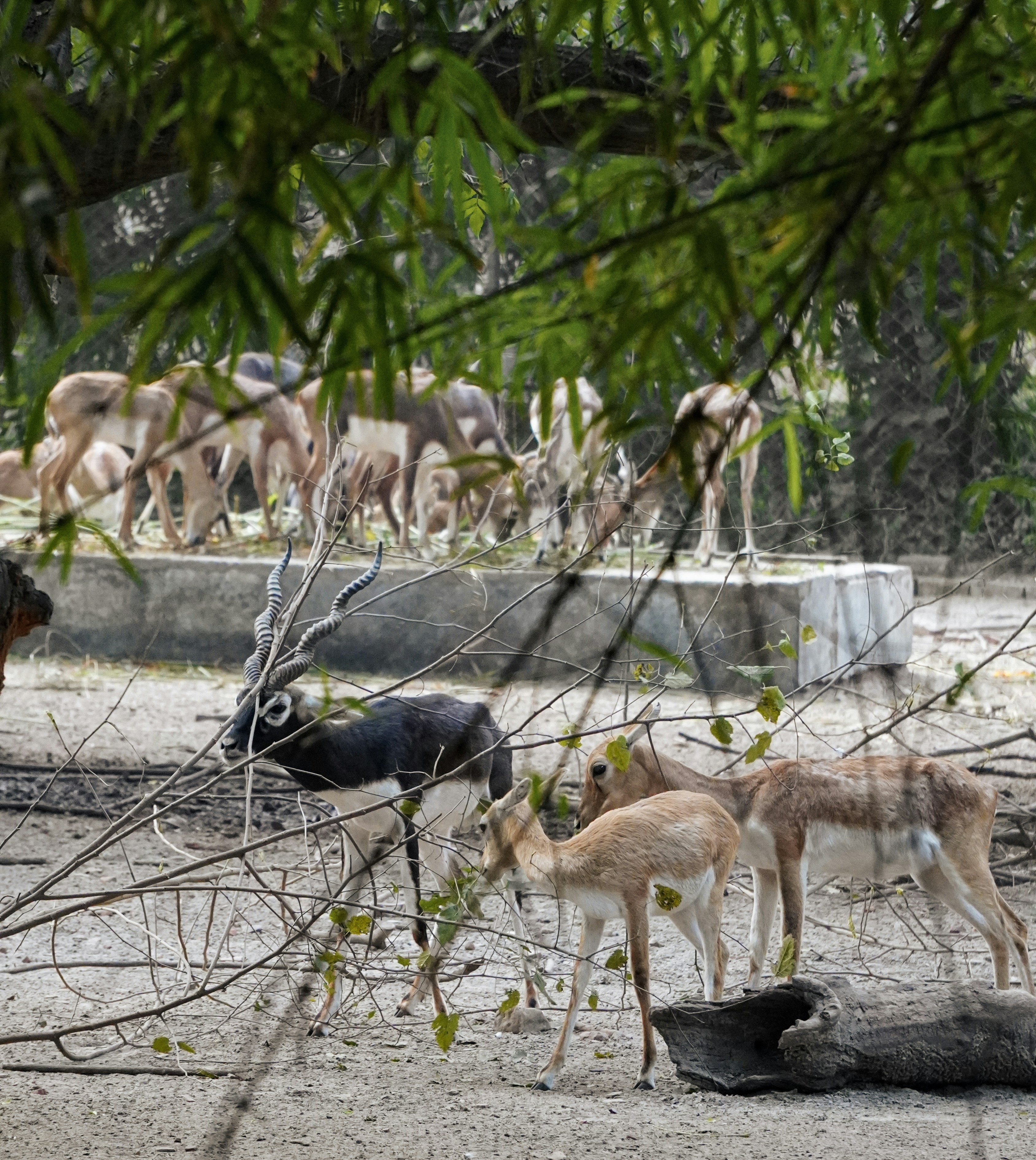 a group of deer in a zoo exhibit