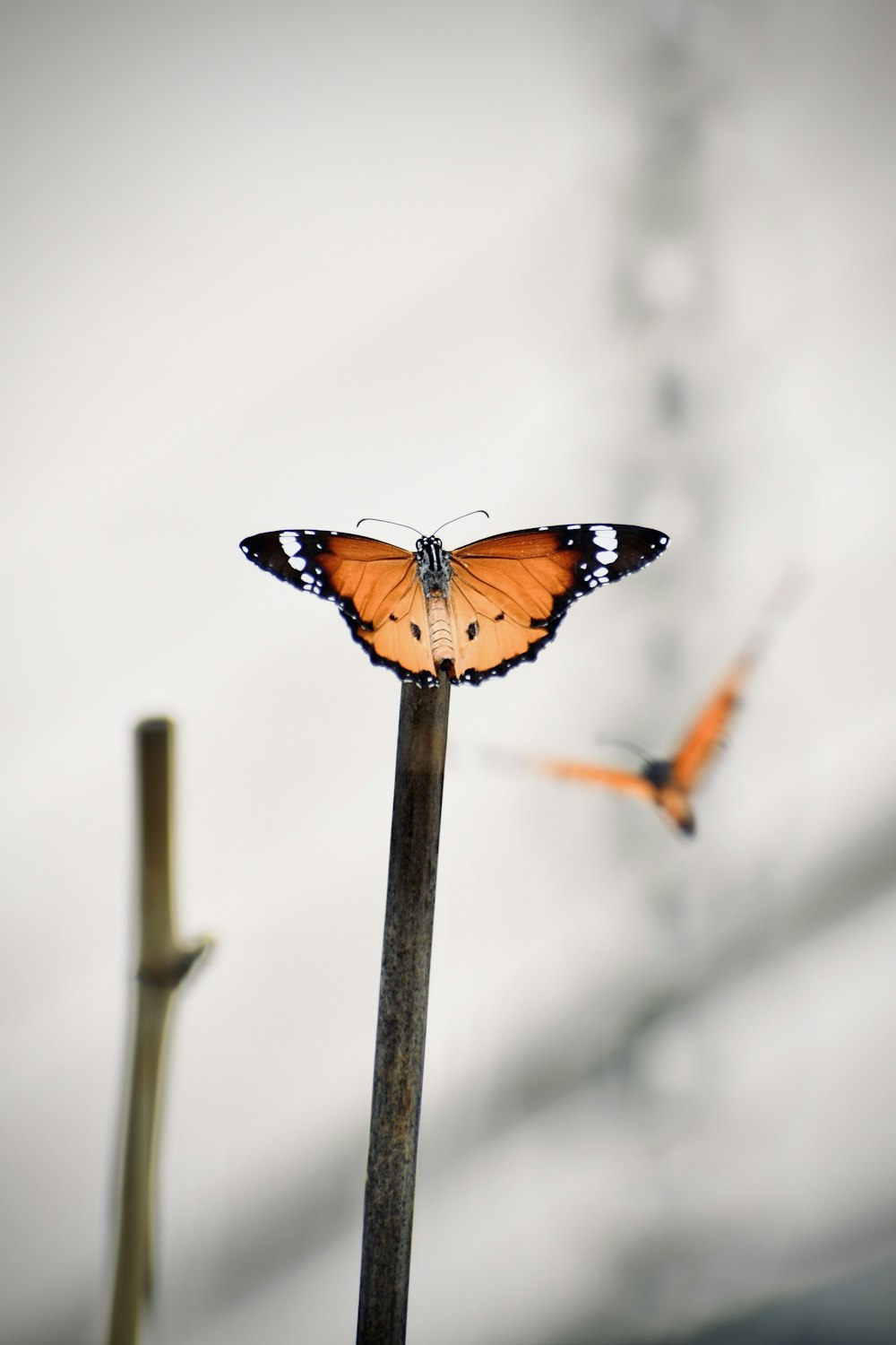 a butterfly on a stick