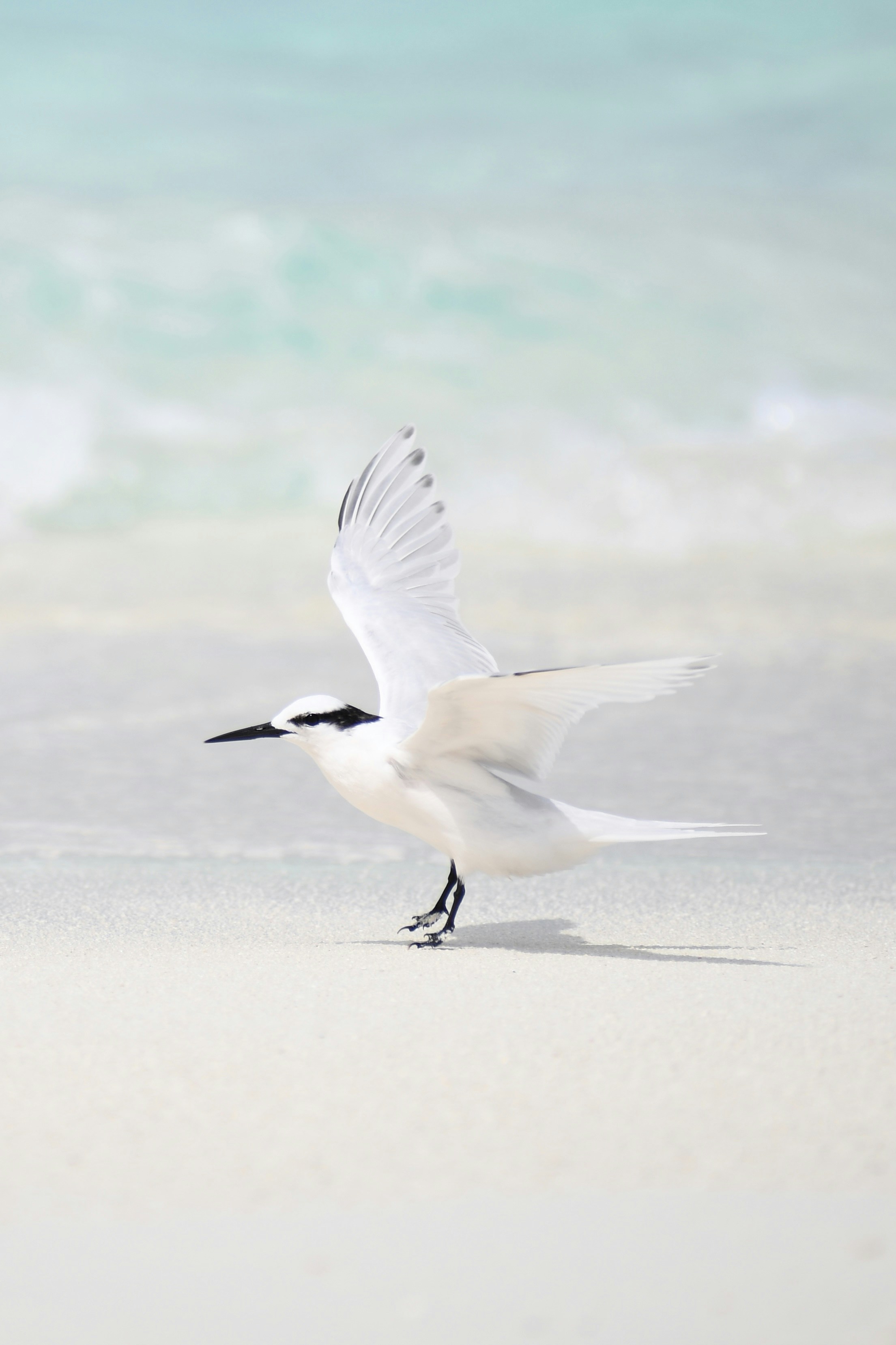 a bird flying in the air
